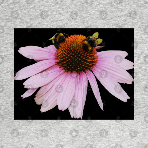 Echinacea Purpurea on White Background by jojobob